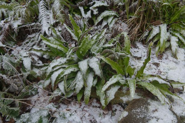 I'm a gardening expert - cheap hack protects plants all winter but don't make this mistake