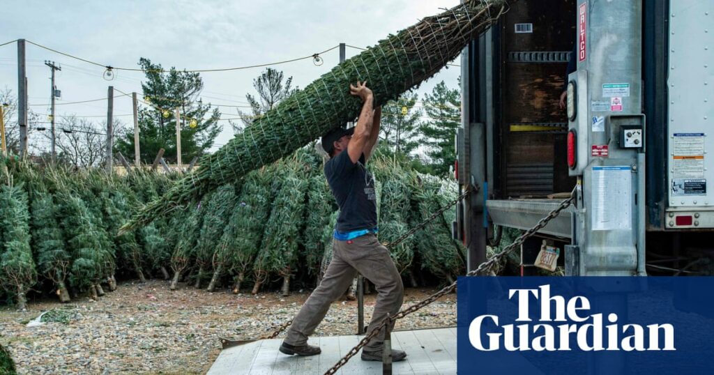 Imported Christmas trees cost more thanks to post-Brexit checks