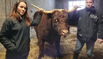 « Je ne finirai pas avec une corde au cou » : en colère, cette éleveuse de vaches Salers va manifester ce lundi