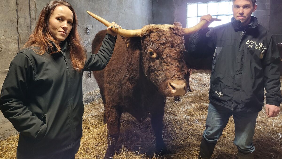 « Je ne finirai pas avec une corde au cou » : en colère, cette éleveuse de vaches Salers va manifester ce lundi