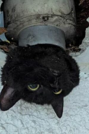 John the cat gets stuck in drainpipe