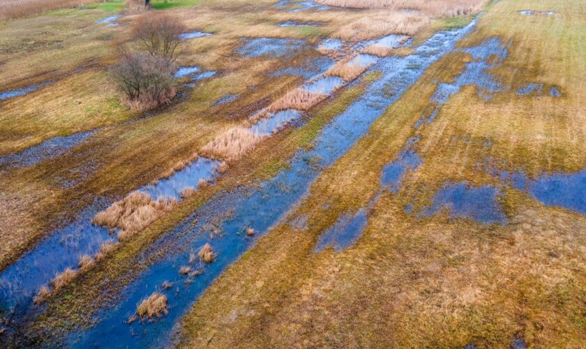 Die Wiedervernässung von Mooren gilt als wichtiger Beitrag zum Klimaschutz. Die Grünen kritisieren, dass seit 2020 keine Daten z