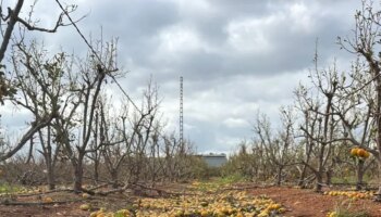 La DANA acaba con una tercera parte de la producción nacional de caqui