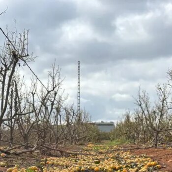 La DANA acaba con una tercera parte de la producción nacional de caqui