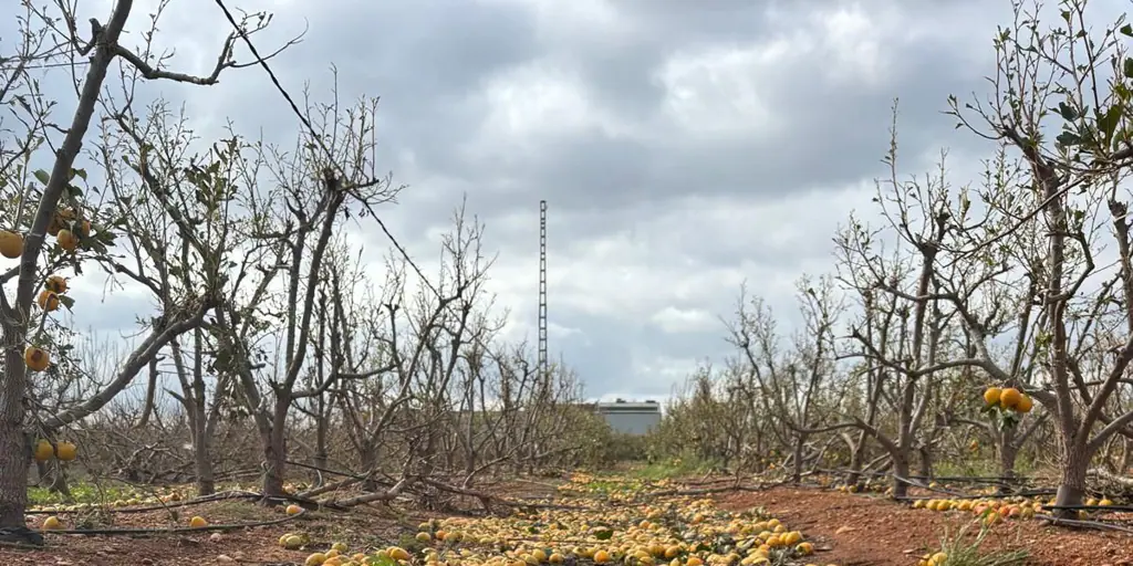 La DANA acaba con una tercera parte de la producción nacional de caqui