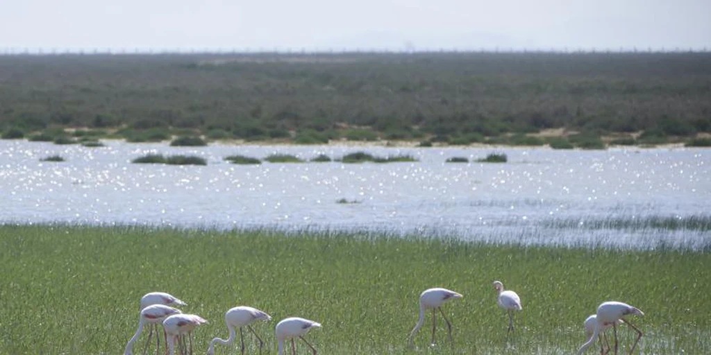 La burocracia atasca las ayudas a los agricultores de Doñana