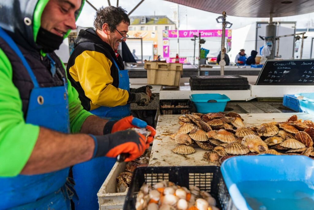 « La coquille Saint-Jacques se laisse draguer »