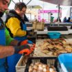 « La coquille Saint-Jacques se laisse draguer »