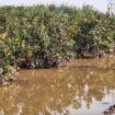 La lluvia de millones del clima no riega los campos de los pequeños agricultores