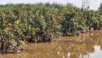 La lluvia de millones del clima no riega los campos de los pequeños agricultores