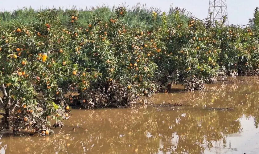 La lluvia de millones del clima no riega los campos de los pequeños agricultores