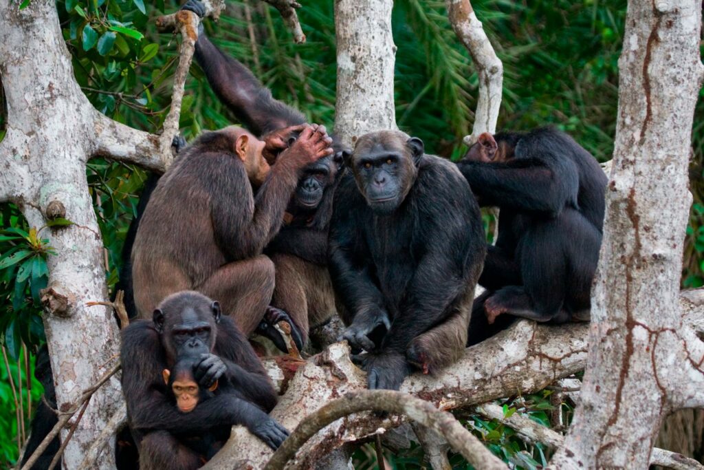 La migration, moteur du développement culturel des chimpanzés