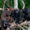 La migration, moteur du développement culturel des chimpanzés