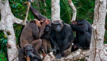 La migration, moteur du développement culturel des chimpanzés