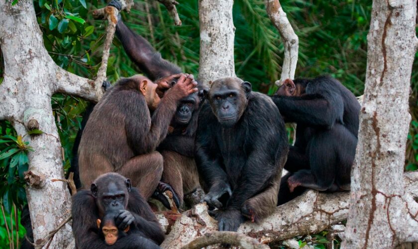 La migration, moteur du développement culturel des chimpanzés