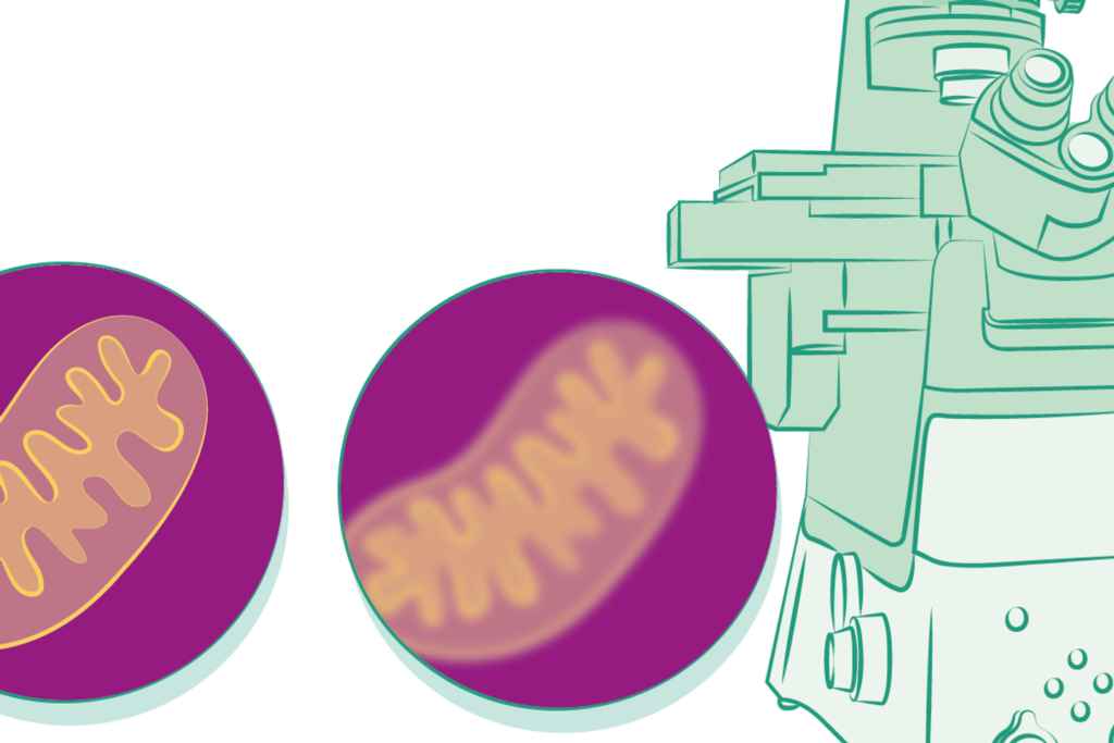 La révolution de la microscopie par expansion