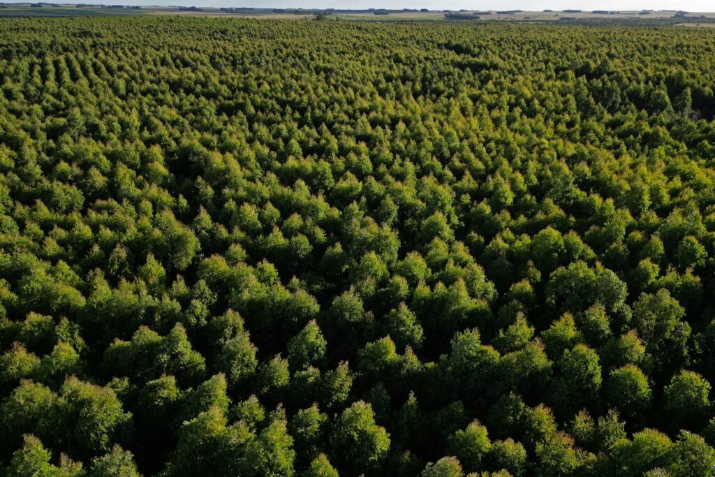 « La vie ici était si différente » : l’industrie papetière et les plantations d’eucalyptus bouleversent l’Uruguay