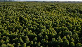 « La vie ici était si différente » : l’industrie papetière et les plantations d’eucalyptus bouleversent l’Uruguay