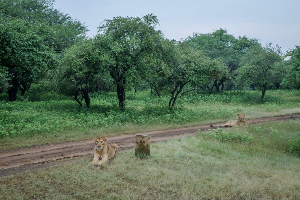 Le dernier royaume du lion d’Asie, dans la forêt de Gir, en Inde