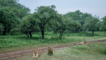 Le dernier royaume du lion d’Asie, dans la forêt de Gir, en Inde