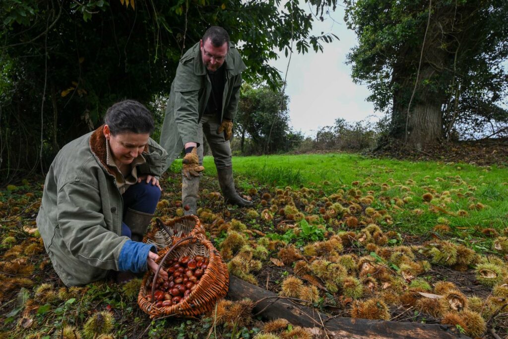 Le marron noir des Mauges et de Vendée, un trésor tiré de l’oubli