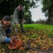 Le marron noir des Mauges et de Vendée, un trésor tiré de l’oubli