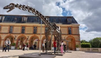 Le plus grand dinosaure jamais mis en vente aux enchères exposé au château de Dampierre-en-Yvelines