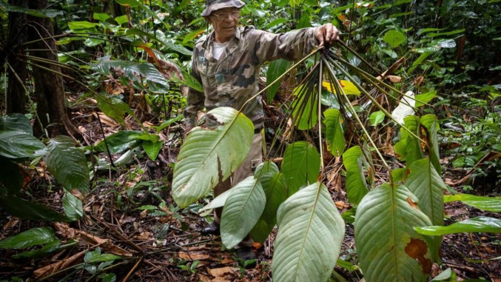 Leçon de nature auprès des Amérindiens de Guyane : « Nous ne tuons que ce que nous mangeons »