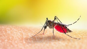 L'épidémie de dengue est déclarée en Guadeloupe