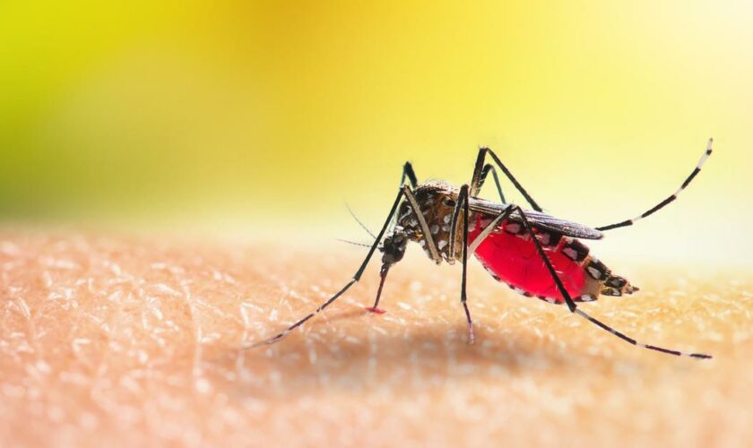 L'épidémie de dengue est déclarée en Guadeloupe