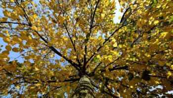 Les arbres, champions de l’autosuffisance et du recyclage à l’automne