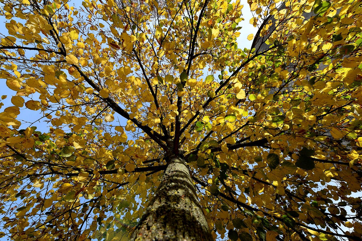 Les arbres, champions de l’autosuffisance et du recyclage à l’automne