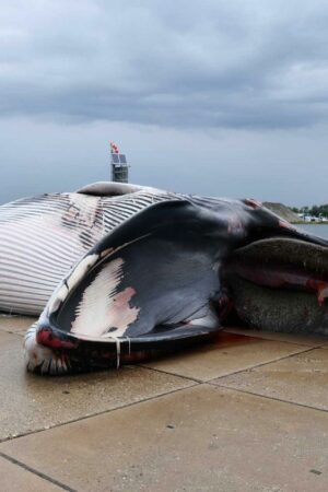 Les baleines du monde entier menacées par le risque de collision avec les navires