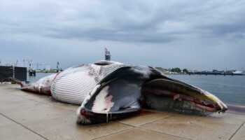 Les baleines du monde entier menacées par le risque de collision avec les navires