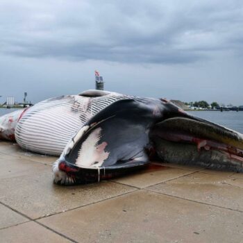 Les baleines du monde entier menacées par le risque de collision avec les navires