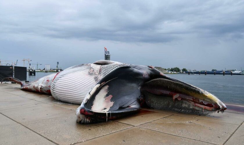 Les baleines du monde entier menacées par le risque de collision avec les navires