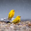 Les oiseaux divorcent davantage à cause de la pluie