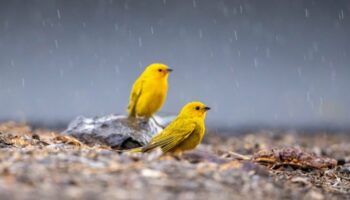 Les oiseaux divorcent davantage à cause de la pluie