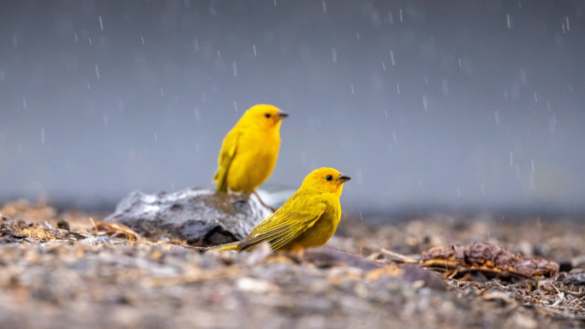 Les oiseaux divorcent davantage à cause de la pluie