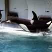 Les orques détenues au parc Marineland d’Antibes ont fait l’objet d’une demande de transfert vers le Japon