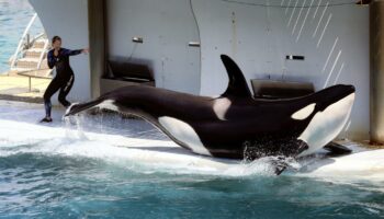 Les orques détenues au parc Marineland d’Antibes ont fait l’objet d’une demande de transfert vers le Japon