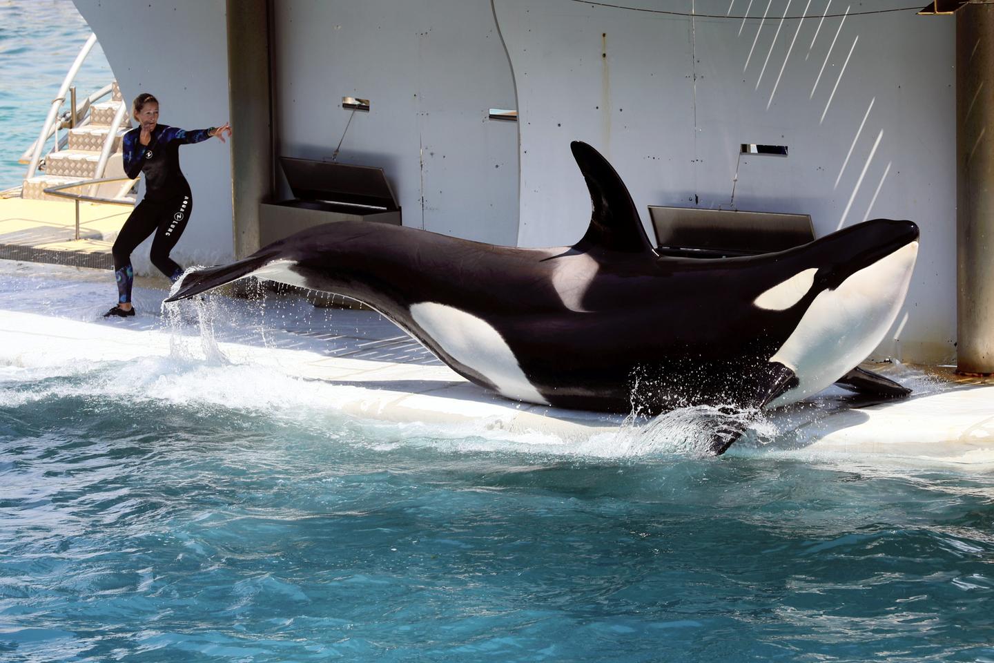 Les orques détenues au parc Marineland d’Antibes ont fait l’objet d’une demande de transfert vers le Japon