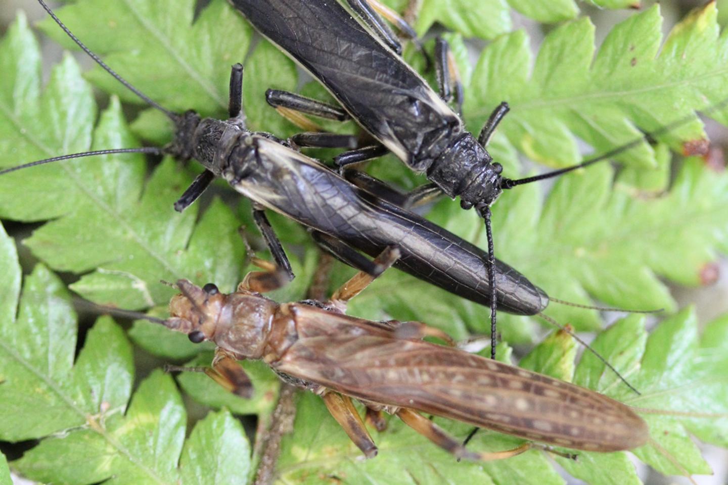 Les perles, ces insectes dont l’humain a transformé la couleur