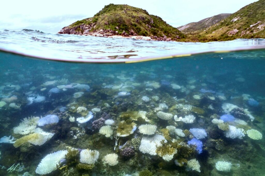 Les récifs coralliens se dégradent rapidement sous l’effet du réchauffement climatique