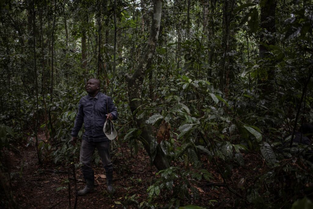 Les scientifiques appelés au chevet des forêts du bassin du Congo