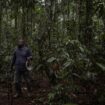 Les scientifiques appelés au chevet des forêts du bassin du Congo