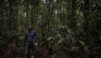 Les scientifiques appelés au chevet des forêts du bassin du Congo