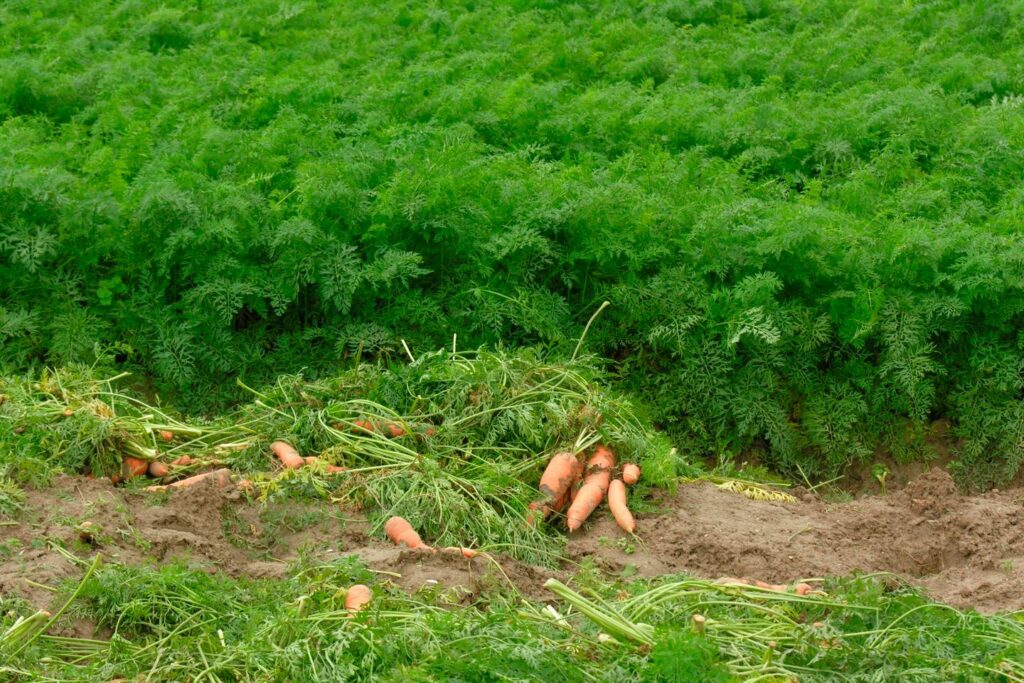 « Les territoires sont engagés pour accompagner les évolutions du secteur agricole et alimentaire vers un avenir durable »