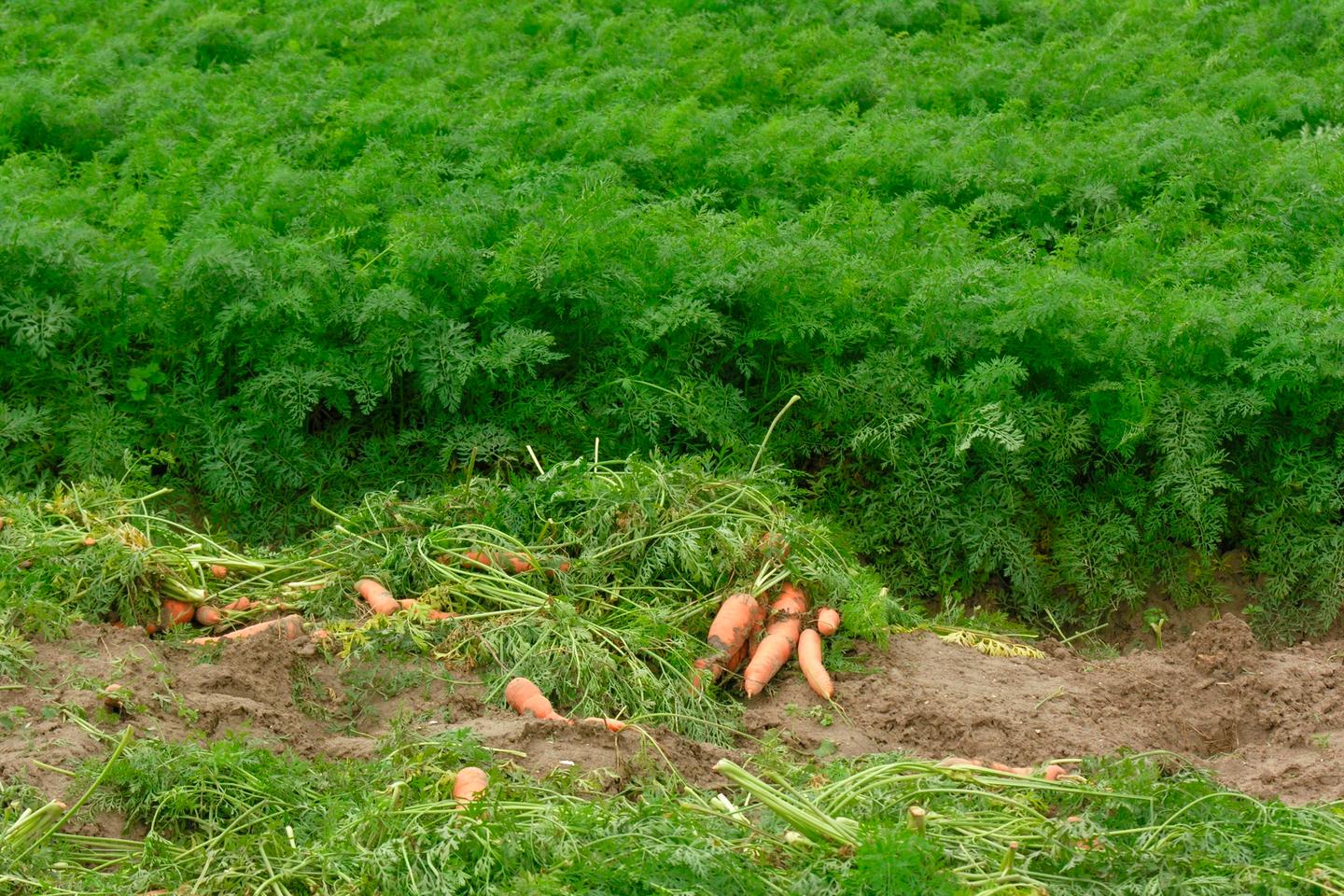 « Les territoires sont engagés pour accompagner les évolutions du secteur agricole et alimentaire vers un avenir durable »