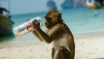 L'humain n'est pas la seule espèce à consommer de l'alcool, mais quel est l'animal qui le tient le mieux?